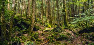 floresta-suicidio-aokigahara